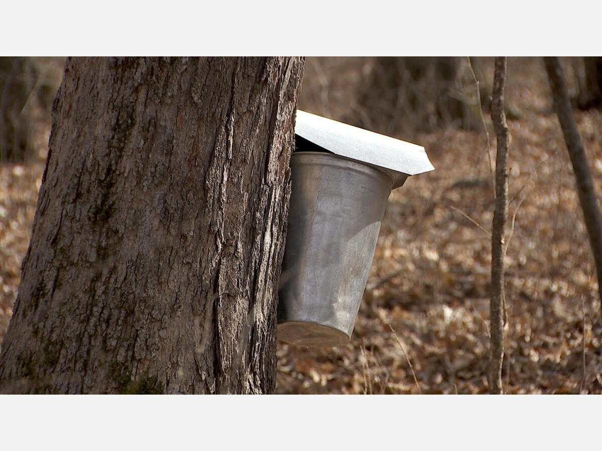 Maple Syruping Starts Early At Eastman Nature Center MinneapoliMedia