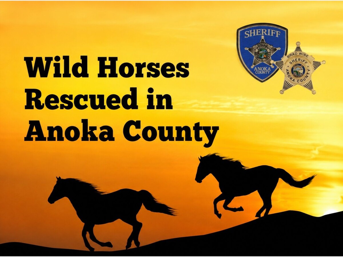MINNEAPOLIMEDIA NEWS | Wild Horses Safely Recovered After Dramatic