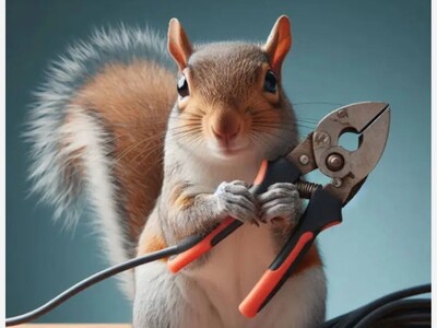 Squirrel Causes Widespread Power Outage In Blaine And Coon Rapids