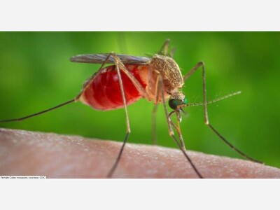 West Nile Virus Claims Two Lives In Minnesota: Health Officials Urge Vigilance