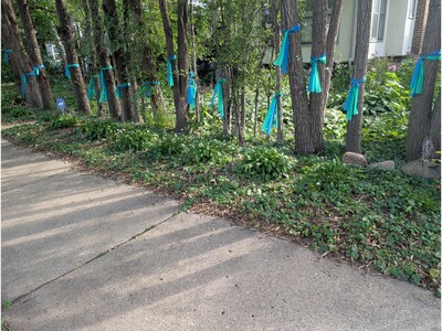 MINNEAPOLIMEDIA EDITORIAL | Blue and Green Ribbons: A Call for Unity Beyond Tragedy