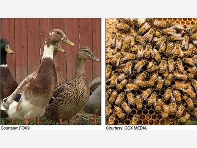 Crystal City Council Gives Final Approval to Backyard Ducks and Beekeeping Ordinance