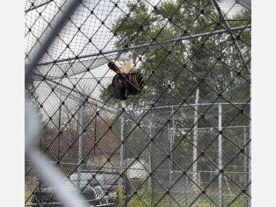 Creative Rescue at Sand Creek Park: Coon Rapids Police Officers Use Handcuffs to Free Trapped Hawk