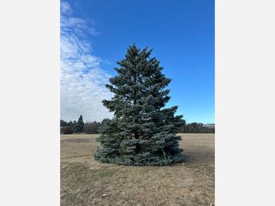 Coon Rapids Gears Up for Annual Community Tree Lighting Festival on December 13, 2025