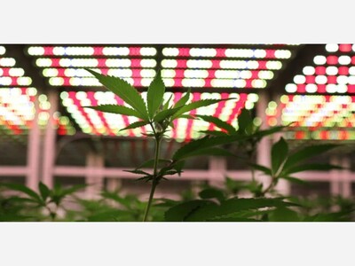 Maple Grove’s First Licensed Cannabis Dispensary Opens, Marking a Turning Point in Minnesota’s Retail Landscape