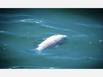 Monticello Nuclear Generating Plant and the Winter River: How a Shutdown Triggered a Fish Kill on the Mississippi