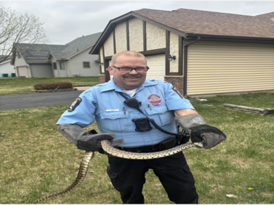 MINNEAPOLIMEDIA NEWS | Coon Rapids Community Services Officers Safely Relocate Bullsnake During Service Call