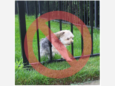 BLAINE POLICE WARN OF SPRING SURGE IN LOST PETS AS WARM WEATHER RETURNS