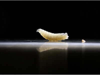 MINNEAPOLIMEDIA NEWS | Minnesota Animal Health Officials Monitoring First U.S. New World Screwworm Case in Six Decades