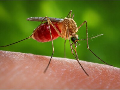 MINNEAPOLIMEDIA NEWS | West Nile Virus Returns to Twin Cities as First Infected Mosquitoes of 2026 Are Detected
