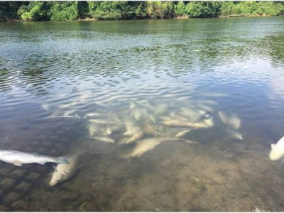 MINNEAPOLIMEDIA NEWS | Minnesota DNR Records 202 Fish-Kill Reports as Heat Pushes Lake Temperatures to Dangerous Levels
