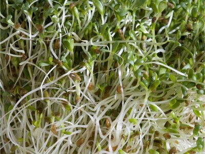 MINNEAPOLIMEDIA NEWS | State Health Officials Issue Recall Order for Locally Grown Sprouts Linked to Four Germs in Multistate Outbreak