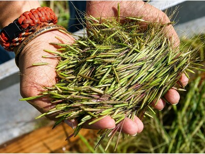 MINNEAPOLIMEDIA NEWS | Minnesota Wild Rice Harvest Opens With Above-Average Crop Outlook