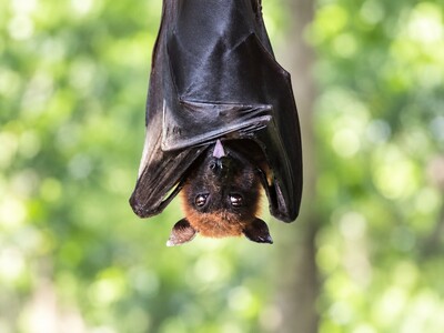 MINNEAPOLIMEDIA COMMUNITY HEALTH | Woman Located After Rabid Bat Was Found on Downtown Minneapolis Sidewalk