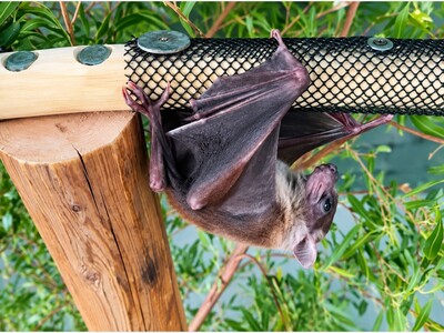 MINNEAPOLIMEDIA NEWS | Minnesota Seeks Customers of Wildlife Company After Questions Arise Over Rabies Testing