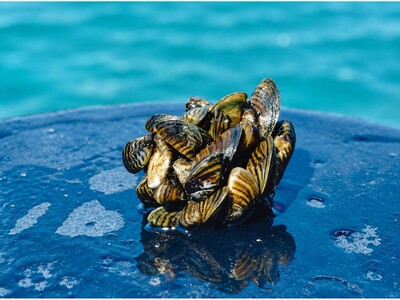 MINNEAPOLIMEDIA NEWS | Minnesota Volunteers Use Environmental DNA to Search Lakes for Zebra Mussels